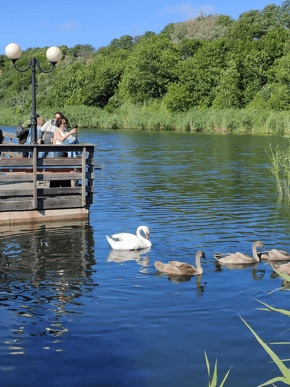 парк в янтарном