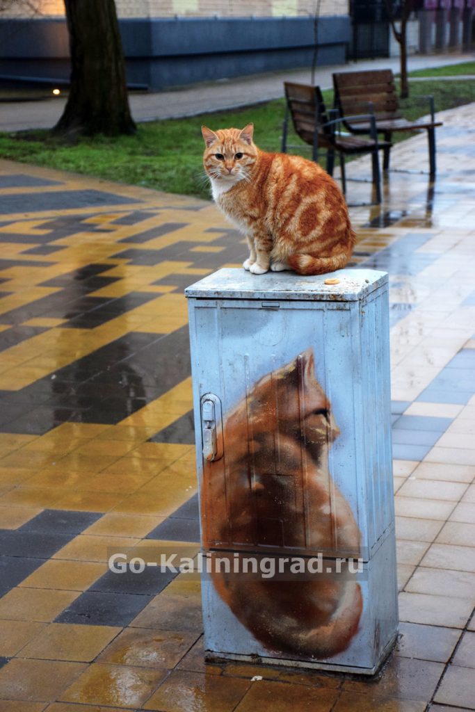 Квест - посчитай котиков с детьми в Зеленоградске